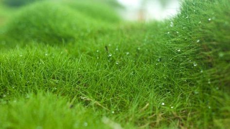 How to Grow and Care for Zoysia Grass Lawns Easily Zoysia Grass Lawn, Zoysia Grass Seed, No Mow Grass, Zoysia Grass, Backyard Gardens, Healthy Lawn, Drought Resistant, Plant Diseases, Master Gardener