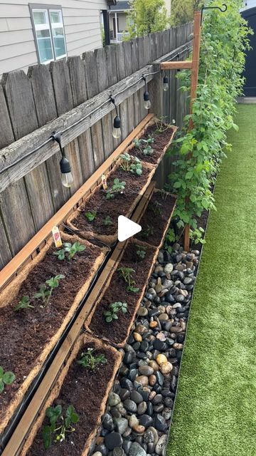 DIY.COOKING.MOMLIFE.DECOR.FASHION on Instagram: "Adding strawberries to the backyard 🍓  a cute way to have them grow on the fence and match our hanging baskets.   https://linktr.ee/everydaymurray (link in profile)  @walmart @murraytime5   #strawberry #strawberries #strawberries🍓  #planting #backyard #fence #basket  #summer #fruit #red #besthusbandever #diy #diydecor #diyideas #diyhome  #pnw" Strawberries Planting, Indoor Plant Wall, Fence Planters, Backyard Fence, Backyard Plants, Hanging Plant Wall, Diy Cooking, Sensory Garden, Strawberry Plants