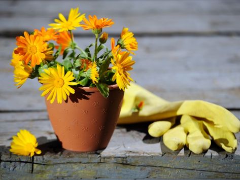 Can You Grow Calendula In Pots - Learn About Container Grown Calendula Care Calendula In Pots, Growing Calendula, Patio Herb Garden, Calendula Flower, Orange Tones, Home Vegetable Garden, Colored Flowers, Container Flowers, Sunny Yellow