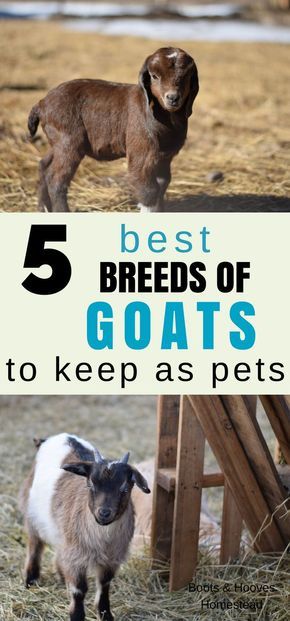 Types Of Goats, Goat Breeds, Goat Pen, Small Goat, Mini Goats, Pet Goat, Raising Farm Animals, Goat Care, Goat Barn