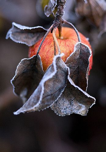 Cell Phone Photography, Plants Are Friends, Bite Beauty, Winter Sky, Plant Photography, Season Of The Witch, Phone Photography, Winter Garden, Love Is Sweet