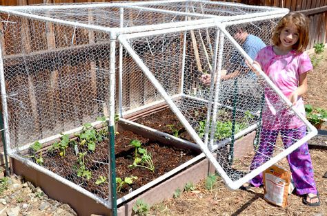 Square Foot Garden & Hinged Door Cage Square Foot Garden, Backyard Garden Beds, Garden Boxes Diy, Organic Vegetable Garden, Covered Garden, Square Foot Gardening, Veg Garden, Vegetable Garden Design, Garden Boxes