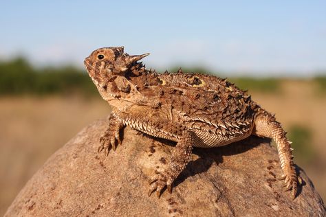 Texas Horned Lizard, Roadrunner Art, Horned Toad, Horned Frog, Lizard Species, Horned Lizard, Bar B Q, Horned Frogs, Scientific Name