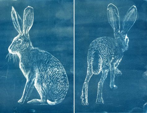 Jack Rabbits Print of Cyanotype Drawing, 11 x 14", (c) Kristin Link 2017 Cyanotype Drawing, Cyanotype Art, Igcse Art, Fav Color, Jack Rabbit, Rabbit Print, Throat Chakra, Art Therapy, Greyhound