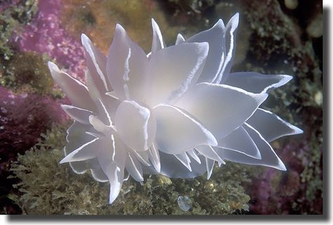 Frosted Nudibranch, Sea Slugs, Undersea World, Sea Anemone, Deep Sea Creatures, Sea Slug, Aquatic Animals, Underwater Photography, Sea World