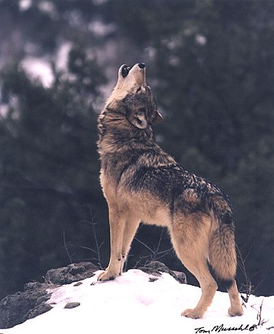 Wolves Howling #Wolves #Wolf Howling A Wolf