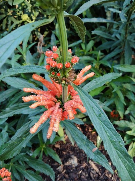 Leonotis leonurus or lion's tail flower Wild Dagga, Plants, Flowers