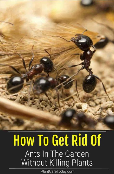 Getting Rid Of Ants In Garden Without Killing Plants Kill Ants In Garden, How To Get Ants Out Of Potted Plants, How To Get Rid Of Ants In Potted Plants, Get Rid Of Ants In Garden, Ants In Garden Bed How To Get Rid, How To Get Rid Of Ants In The Garden, Kill Ants Outside, Plants That Repel Ants, Ants In Garden