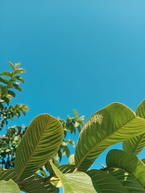 Underneath a guava tree with a view of the plain blue sky. Guava Aesthetic, Guava Tree, Guava Leaves, Aesthetic Phone, Phone Photography, Aesthetic Beauty, Refreshing Drinks, Plant Leaves, Solar