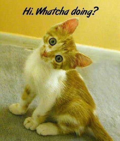 Funny Good Morning Images, Funny Pictures With Captions, Cute Good Morning, Funny Captions, Cat Quotes, Cute Animal Pictures, Cute Kittens, Animal Quotes, Funny Animal Pictures