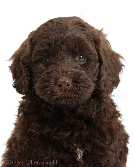 Cute chocolate Toy Goldendoodle puppy Chocolate Brown Puppy, Chocolate Mini Goldendoodle, Chocolate Brown Goldendoodle, Chocolate Goldendoodle Puppy, Maltipoo Chocolate Brown, Toy Poodle Chocolate, Chocolate Cavapoo, Toy Cavapoo, Chocolate Toy Poodle