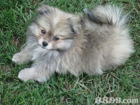 A Shitzu Pomeranian mix, POM is obviously predominant but the ears droop rather than point upward. So cute! Pomeranian Puppy Training, Cream Pomeranian, Pomeranian Mix Puppies, Dogs Ideas, Dog Trends, Pomeranian Mix, Yorkie Mix, Cutest Puppies, Pomeranian Puppies