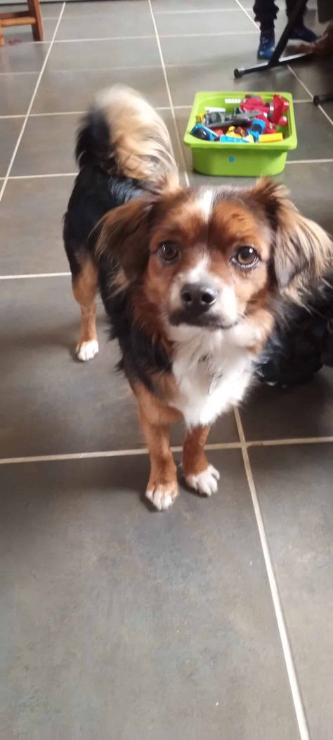 📢Don chien croisé épagneul papillon 2 ans – Charente Contactez le maître : ➡https://www.chiensadonner.com/ads/epagneul-papillon-2-ans-charente/ 🙏 Merci d’avance pour vos partages. #chien #adoption #adopte #papillon #charente #chienadonner #chiensadonner Attention ! Chien a donner, merci de signaler toute demande d'argent. Adoption