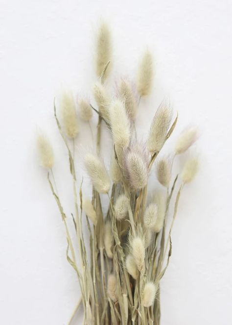 Dried Bunny Tail Grass | Dried Natural Grasses | Afloral.com Dried Flower Centerpieces, Natural Bouquet Wedding, Green Bunny, Thistle Flower, Bunny Tails, Flowers Dried, Preserved Roses, Floral Hoops, Floral Craft