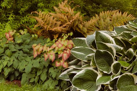 Francee Hosta, Epimedium Rubrum, Spring Perennials, Plant Combos, Autumn Fern, Garden Shade, Cute Name, Get Even, Woodland Garden