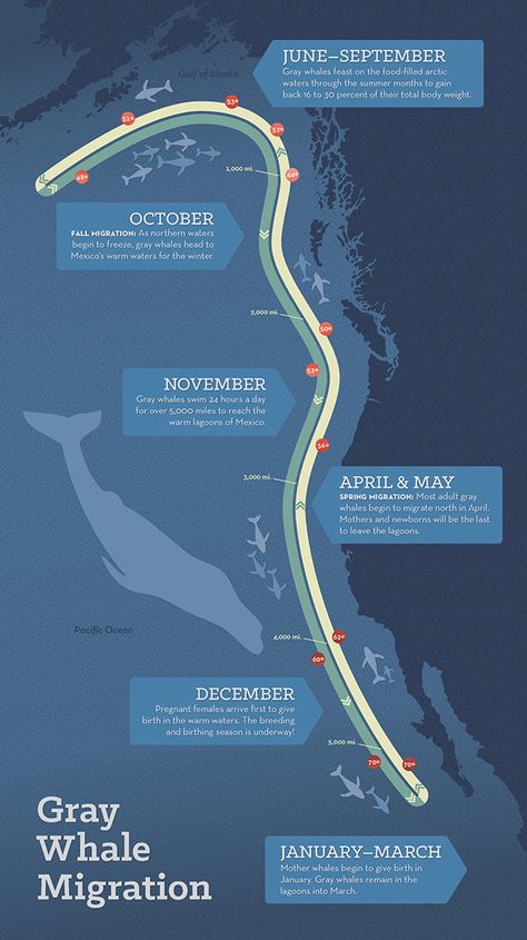 Migration Infographic, Whale Migration, Animal Migration, Bowhead Whale, Whale Facts, College Project, Ocean Stuff, Instagram Design Creative, Bodega Bay