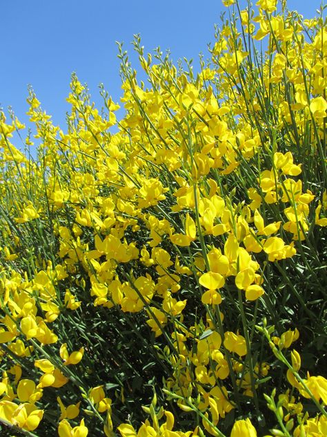 Spanish Broom in New Mexico Spanish Broom Plant, Mexico Backyard, Broom Plant, Mexico Women, Elderberry Tree, Spanish Flowers, Land Scaping, 17th Century Paintings, Land Ideas