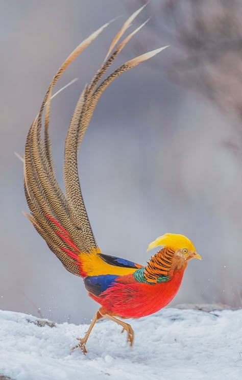 Ornithology - A snowy Golden Pheasant in central China's Henan province ~.~ Common Pheasant, Golden Pheasant, Most Beautiful Birds, Kinds Of Birds, Lovely Creatures, Rare Animals, Pretty Animals, Rare Breed, Nature Birds