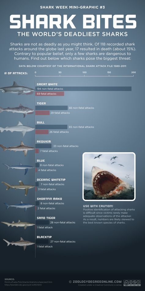 Shark Bites - The World's Deadliest Sharks    @Krissi Colfer -just because they don't always kill doesn't mean they don't attack! Sharks Infographic, Nice Info, Shark Attacks, Save The Sharks, Shark Stuff, Shark Facts, Shark Pictures, Shark Bait, Marine Biologist