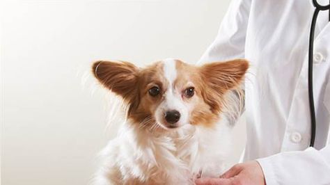 10 things your veterinarian wishes you knew Dog Health Tips, Pet Blog, A Vet, Pet Vet, Dog Safety, Pet Care Tips, Vet Tech, Pet Owner, Animal Hospital