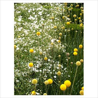 Craspedia globosa 'Drumstick' growing with Gypsophila 'Covent Garden' Australian Native Garden, Waterwise Garden, Australian Garden, Garden Images, Plant Photography, Water Wise, Native Garden, Covent Garden, Rustic Gardens