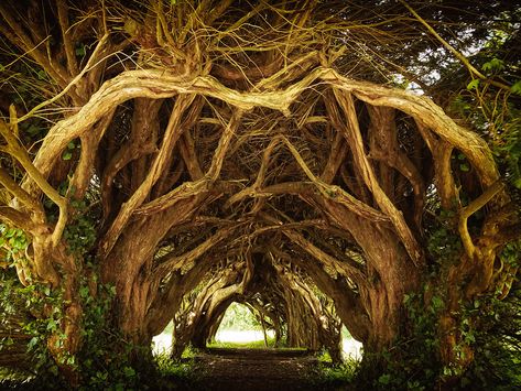 Tree Pathway, Scary Poster, Forest Queen, Yew Tree, Alien Plants, Tree Tunnel, Forest Trail, Telling Stories, Moon Art