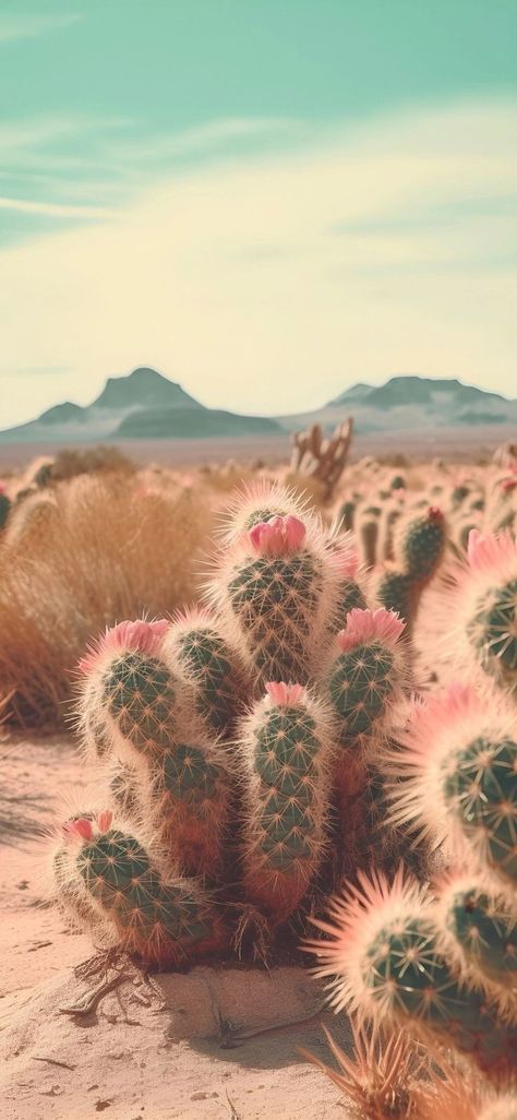 Phone Background, The Desert, Cactus Plants, Cactus, Tumblr, Plants