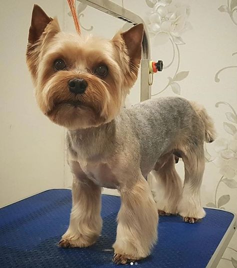 Yorkie Puppy Haircuts, Yorkie Puppy Cut, Yorkie Hair, Yorkshire Terrier Grooming, Yorkie Cuts, Yorkie Hairstyles, Puppy Haircut, Yorkie Haircuts, Yorkshire Terrier Haircut