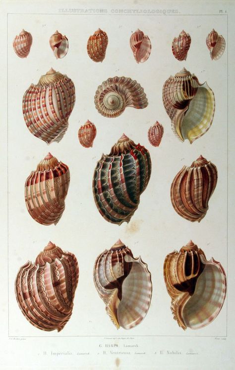 Flora Marina, Shell Photo, Scientific Drawing, Creature Marine, Science Illustration, She Sells Seashells, Painted Shells, Vintage Drawing, Scientific Illustration