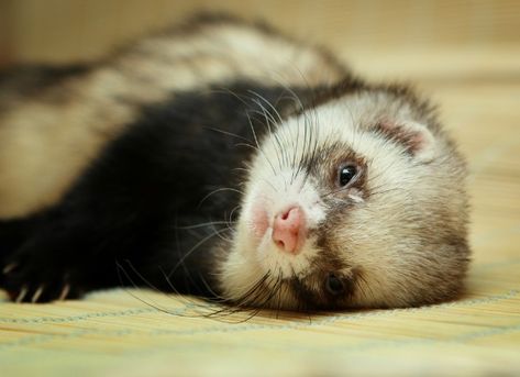 What Do Ferrets Eat? A Guide to Feeding Your Ferret | petMD What Do Ferrets Eat, Crochet Ferret, Ferret Clothes, Funny Ferrets, A Ferret, Pet Ferret, Cute Ferrets, Diy Stuffed Animals, Litter Box