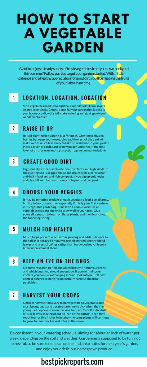 how to start a vegetable garden infographic Gardening Notebook, Gardening Infographic, Start A Vegetable Garden, Gardening Tips For Beginners, Vegetable Garden Planning, Vegetable Garden For Beginners, Starting A Vegetable Garden, Summer Harvest, Garden Veggies