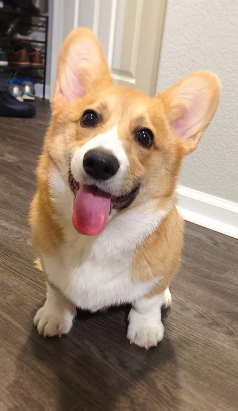 Corgi Astethic, Corgi Mix Breeds, Dog Smiling, Corgi Cute, Corgi Smile, Smiling Dog, English Dogs, Dog Corgi, Cute Corgi Puppy