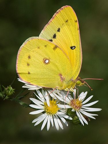 Sulphur Butterfly, Beautiful Butterfly Photography, Flying Flowers, Butterfly Images, Butterfly Photos, Orange Butterfly, Beautiful Bugs, Butterfly Pictures, Butterfly Kisses