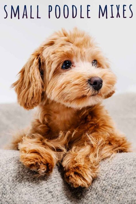 Small Poodle Mixes - 22 Adorable, Curly Poodle Mix Dogs Poodle Mix Breeds, Miniature Poodle Puppy, Poodle Mix Puppies, Small Poodle, Poodle Mix Dogs, Cute Small Dogs, Hypoallergenic Dogs, Dog Mixes, Cute Animals Puppies