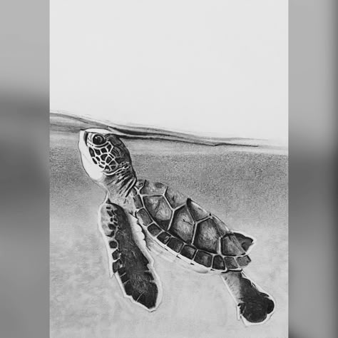 Baby sea turtle about to come out of the water - graphite drawing. Artist: Karrie Farrar Turtle In Water Drawing, Sea Turtle Pencil Drawing, Water Animal Sketch, Turtle Sketch Pencil Drawings, Turtle Swimming Drawing, Baby Turtle Drawing, Sea Turtle Tattoo Realistic, Sea Turtle Drawing Sketches, Baby Sea Turtle Tattoo