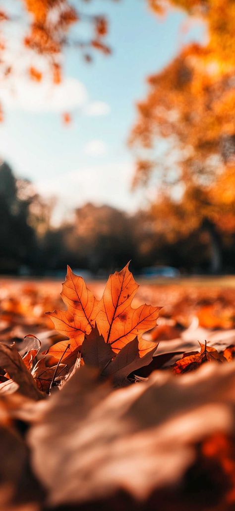 100+ Fall Leaves Wallpaper for iPhone for Subtle Seasonal Charm Autumn Hd Wallpaper Iphone, Fall Leaves Wallpaper Iphone, Autumn Leaves Wallpaper Iphone, Fall Leaves Wallpaper, Warm Wallpaper, Fall Leaves Phone Background, Autumn Wallpaper Hd, Fall Leaves And Pumpkins Wallpaper, Digital Clutter