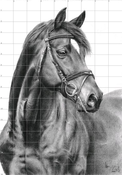 Horse Pencil Drawing, Realistic Animal Drawings, Horse Art Drawing, Drawing Arts, Pencil Drawings Of Animals, Horse Sketch, Realistic Pencil Drawings, Horse Artwork, Doodles Drawings