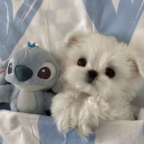 Anjing Maltese, Cute Puppies And Kittens, Cute Dog Wallpaper, Cute Dogs Images, Very Cute Puppies, Super Cute Puppies, Cute Small Animals, 강아지 그림, Cute Animals Puppies