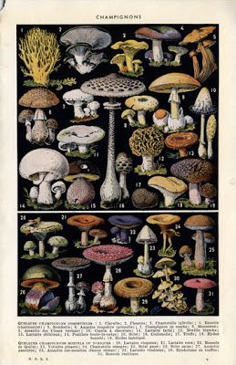 Emma Hill: Mushroom illustration from the net French Mushroom, Witch Reference, Mushrooms Poster, Botanical Mushroom, Mushroom Poster, Gardening Planting, Mushroom Tattoos, Stencil Design, Vintage Mushroom