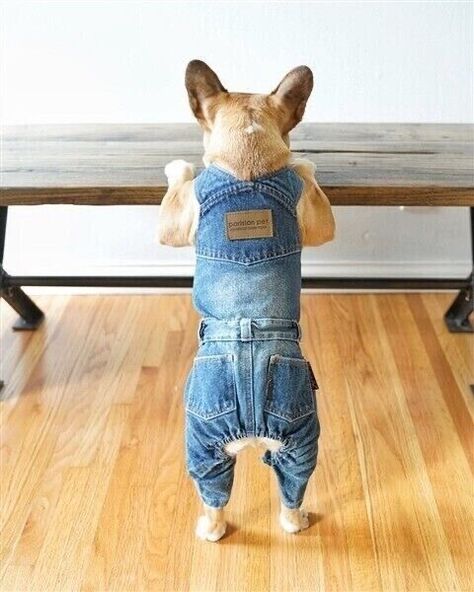 Dog Wardrobe, Cozy Critters, Dog Overalls, Goat Kidding, Pet Design, Designer Dog Clothes, Kid Clothes, Denim Wear, Dog Clothing