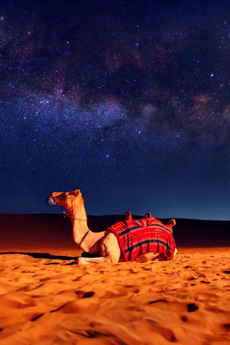 Egypt Beach Aesthetic, Camel Painting, Arabian Nights Aesthetic, Camel Animal, Dubai Travel Guide, Camels Art, Desert Aesthetic, Desert Dunes, Arab Culture