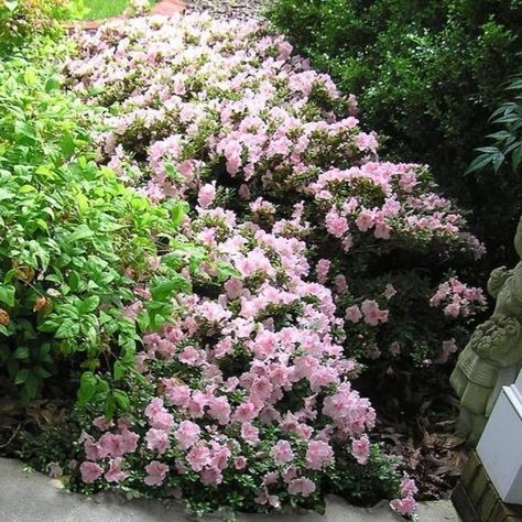 Gumpo Pink Azalea | Pink Groundcover Flowering Azalea — PlantingTree Low Maintenance Shrubs, Acid Loving Plants, Landscape Flowers, Pink Azaleas, Plant Spacing, Clay Soil, Woodland Garden, Plants For Sale, Flowering Shrubs