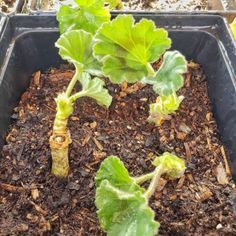 Propagating Geraniums, Overwintering Geraniums, Planting Seeds Indoors, Growing Geraniums, Plants From Cuttings, Geraniums Garden, Geranium Plant, Container Gardening Flowers, Plant Propagation