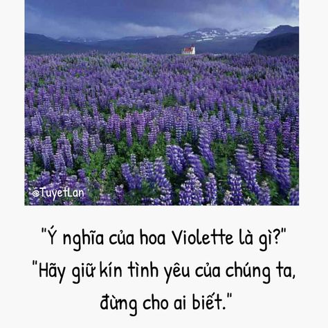 Pitch Dark, Flower Meanings, Single Quotes, Language Of Flowers, Flower Quotes, Manga Love, Photography Equipment, Anime Angel, Flower Beauty