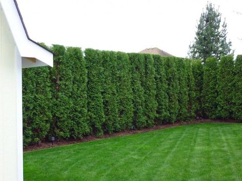 Emerald Cedar, Arborvitae Landscaping, Privacy Landscaping Backyard, Privacy Landscaping, Beautiful Home Gardens, Front Garden Landscape, Cottage Garden Plants, Front House Landscaping, Outdoor Gardens Design