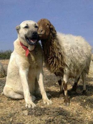 Awassi Sheep - Awassi Fat Tail Sheep Breeder: History of Fat Tail Sheep Kangal Dog, Livestock Guardian Dog, Livestock Guardian, Anatolian Shepherd, Animals Friendship, Unusual Animals, Sweet Animals, Shepherd Dog, Doberman