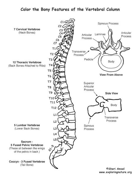 Vertebral Column (Backbone) Coloring Page Radiology Schools, Anatomy Coloring, Vertebral Column, Human Body Science, Medical Drawings, Anatomy Bones, Anatomy Coloring Book, Basic Anatomy And Physiology, Nurse Study Notes