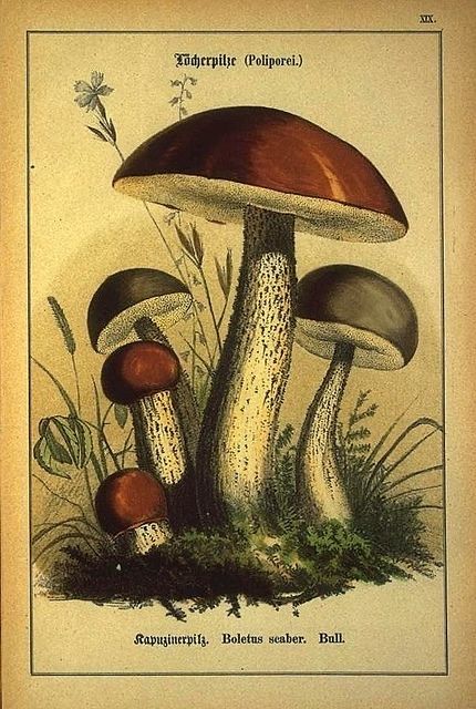 Mushroom Poster Design, Mushroom Moon, Mushroom Poster, Grunge Posters, Posters To Print, Nature Posters, Oldenburg, Picture Collage Wall, Scientific Illustration