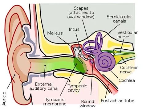 Scientists Now Believe They Know Why Neanderthals Went Extinct Ear Diagram, Ear Structure, Ear Picture, Ear Anatomy, Facial Nerve, Middle Ear, Picture Puzzle, Human Ear, Inner Ear