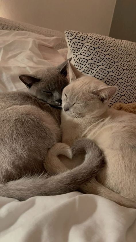 Cats Cuddling, Cat Friends, Cat Cuddle, Gorgeous Cats, Two Cats, Cute Cats Photos, Kittens And Puppies, Pretty Animals, Fluffy Animals